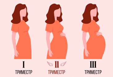Беременность. Развитие плода